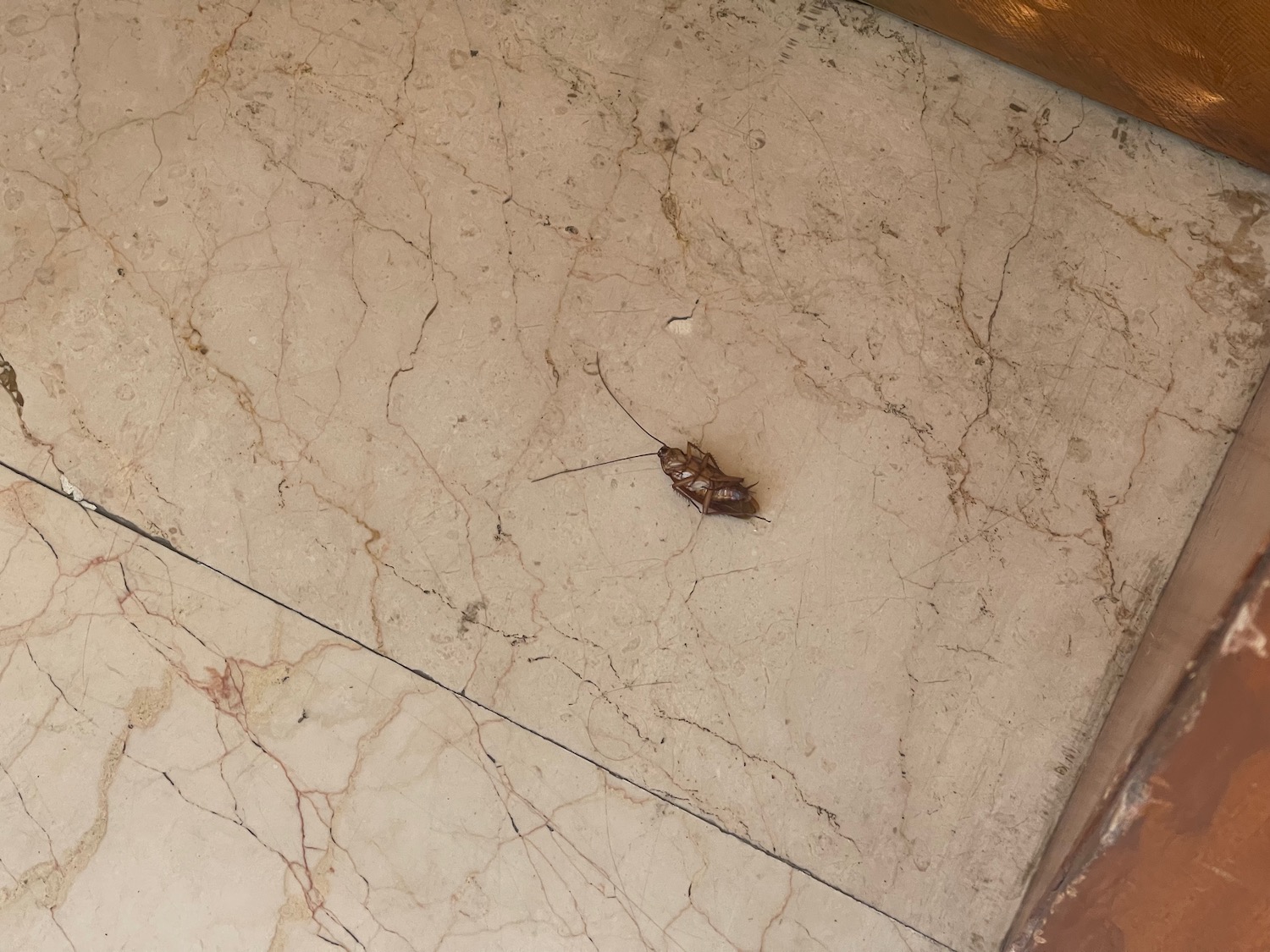 a roach on a marble floor