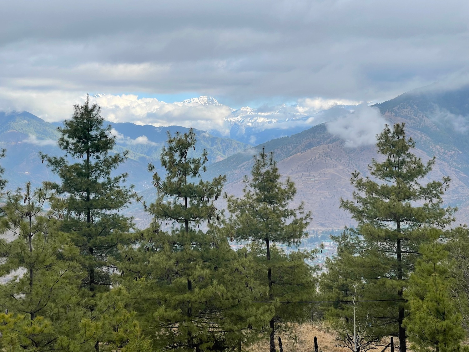 a group of trees with mountains in the background