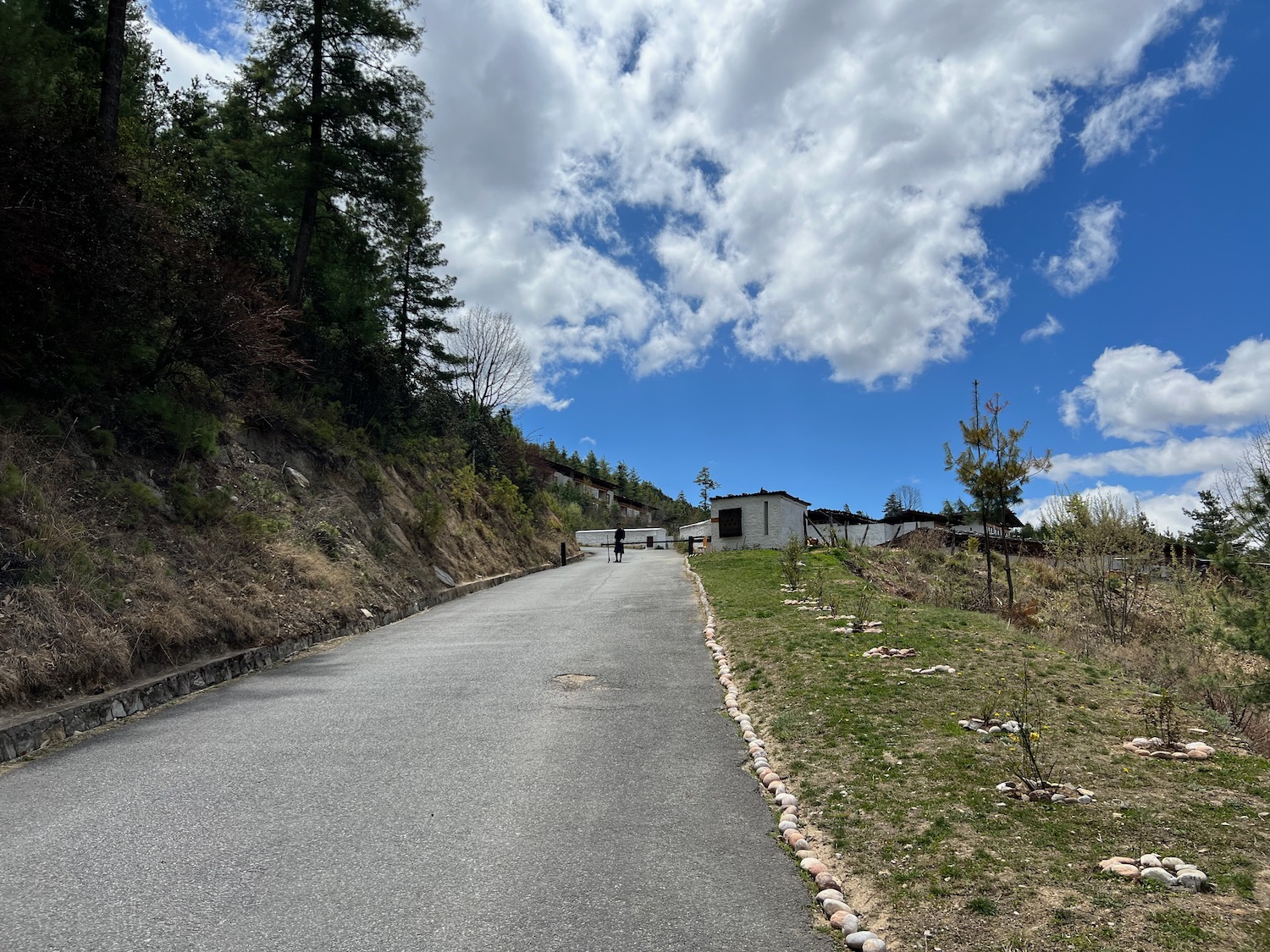 a road with trees and a hill