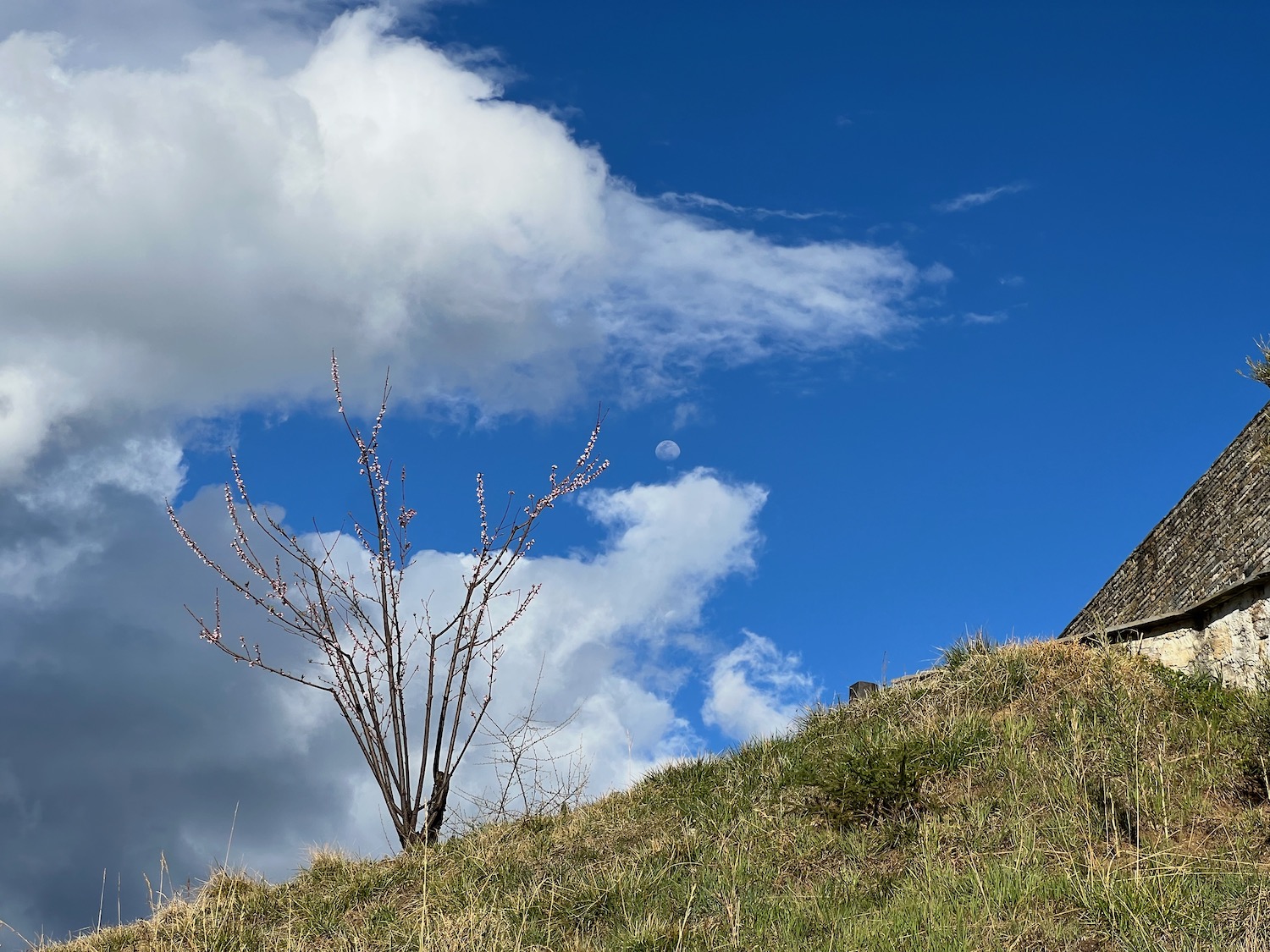 a tree on a hill