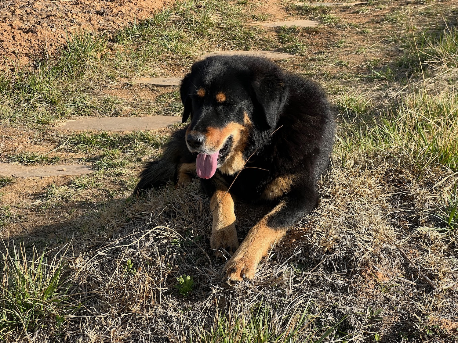 a dog lying on the ground