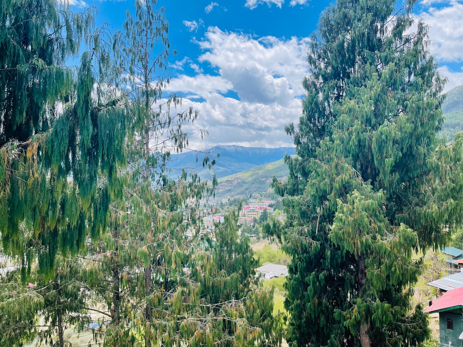 a group of trees with mountains in the background