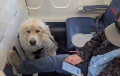 Delta First Class Downgrade Service Dog