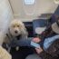 Delta First Class Downgrade Service Dog