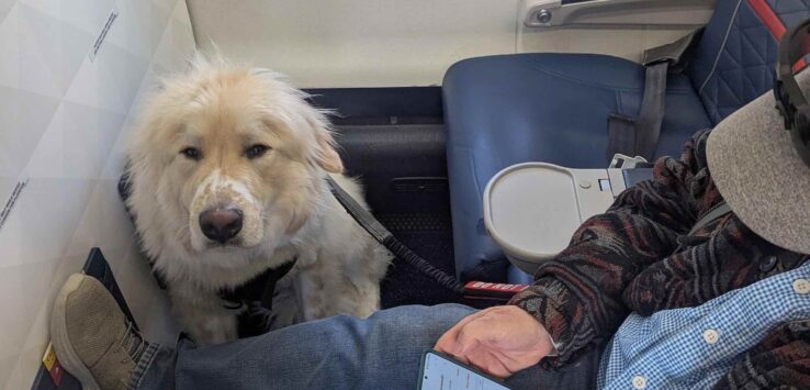 Delta First Class Downgrade Service Dog