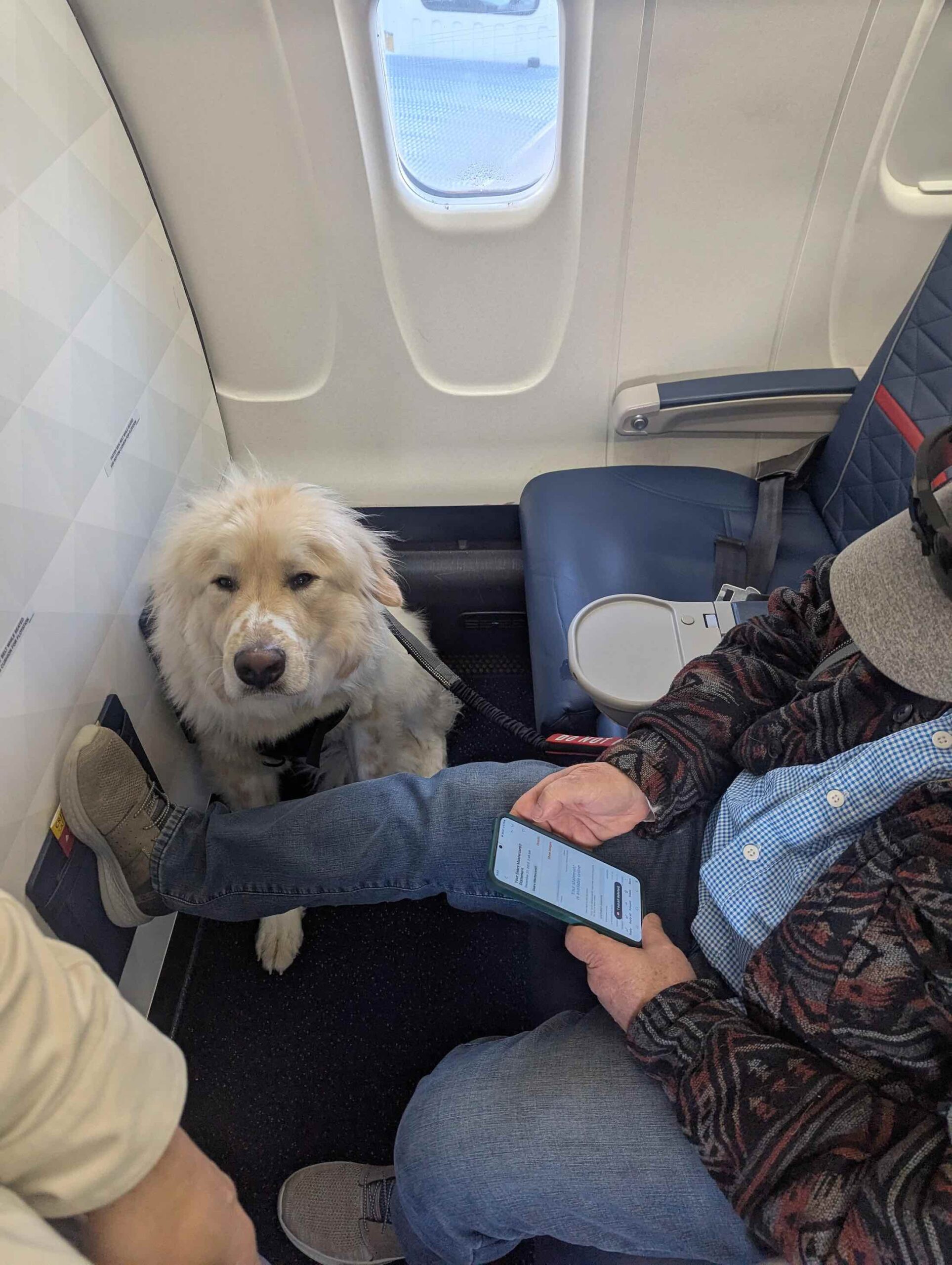 a dog sitting on a seat in an airplane