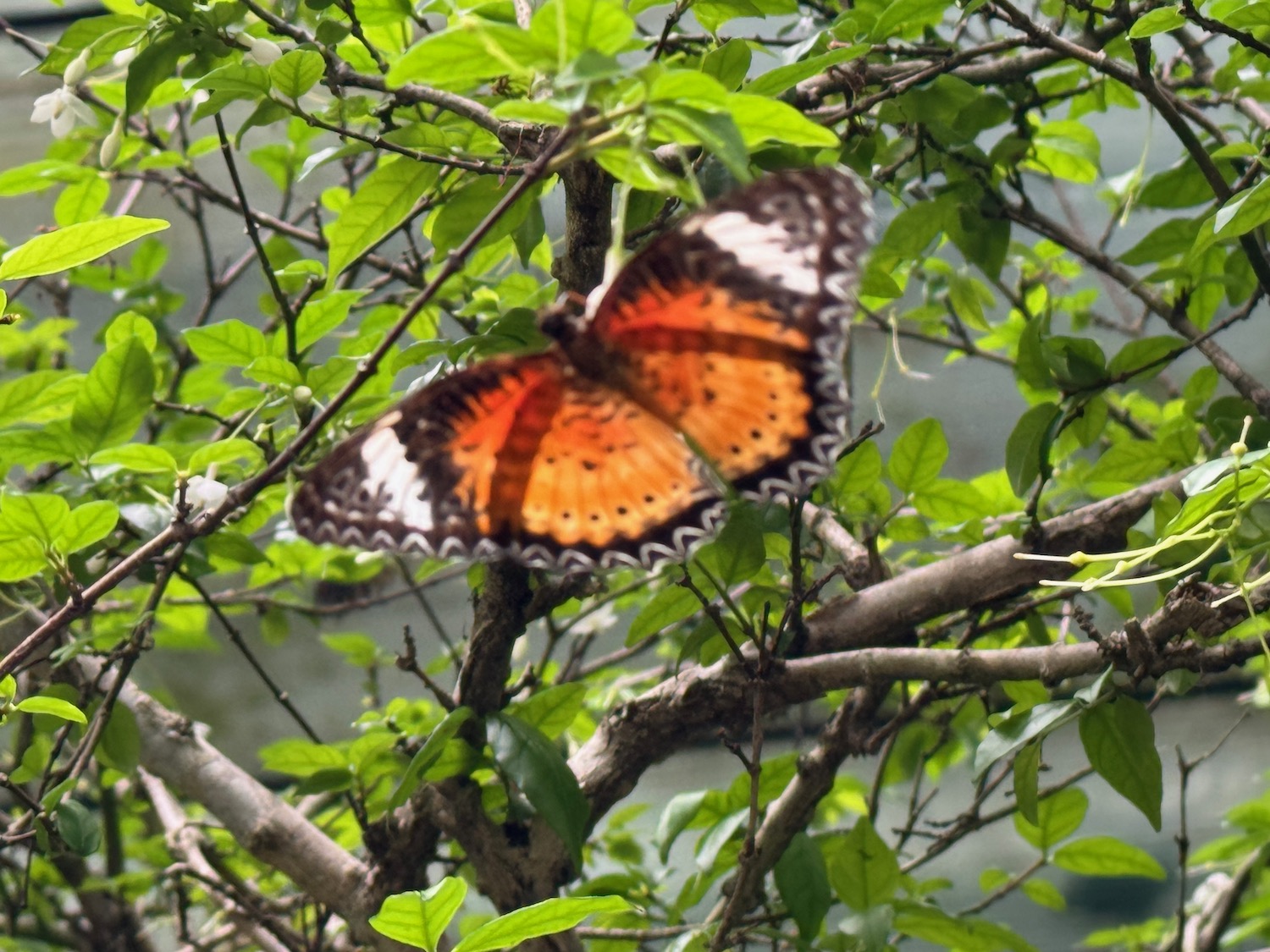 a butterfly on a tree branch