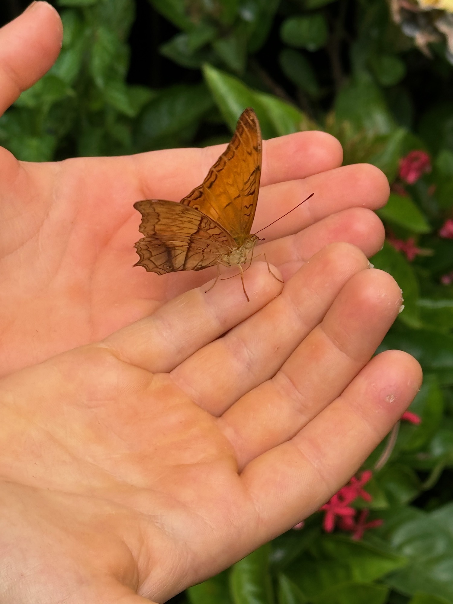 a butterfly on a hand