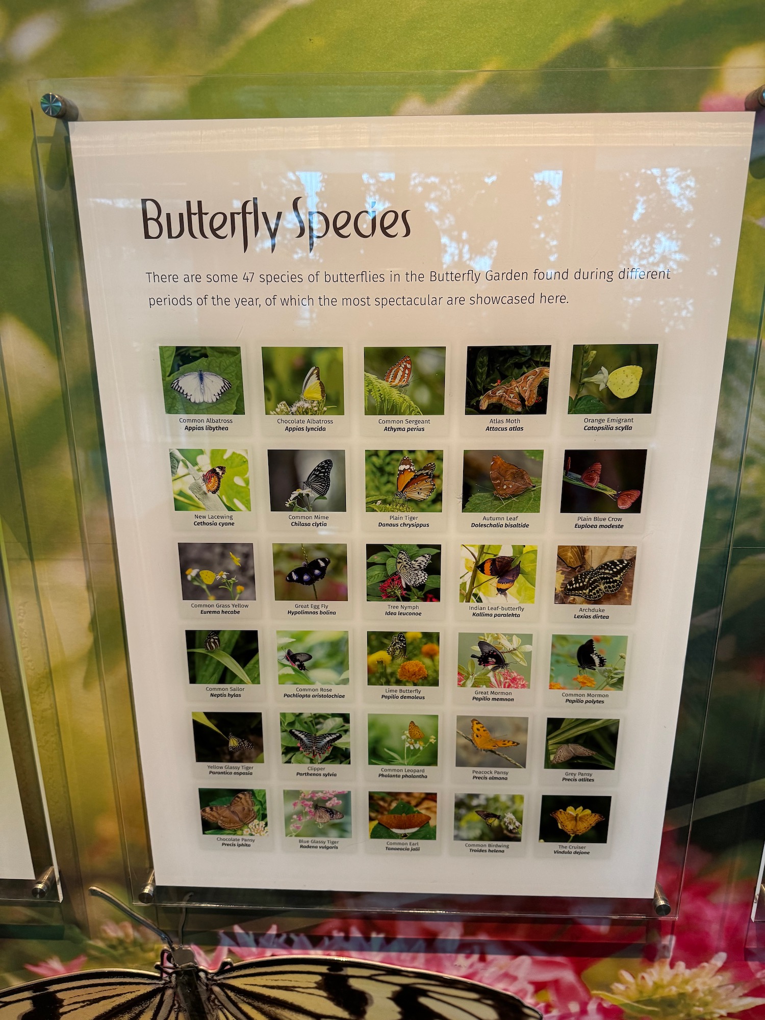 a sign with butterflies and leaves