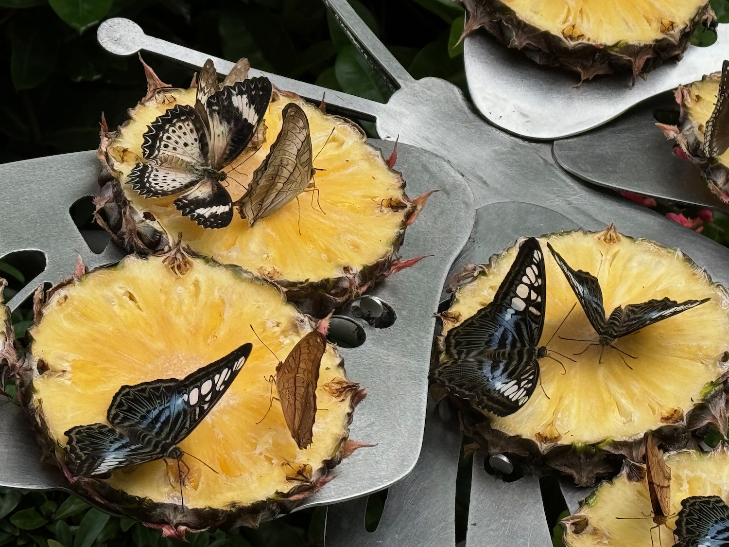 butterflies on a pineapple slice