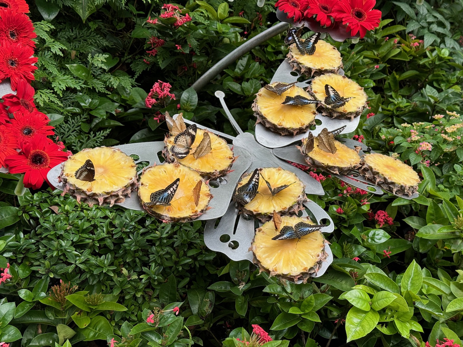 a metal sculpture of a butterfly made of pineapples