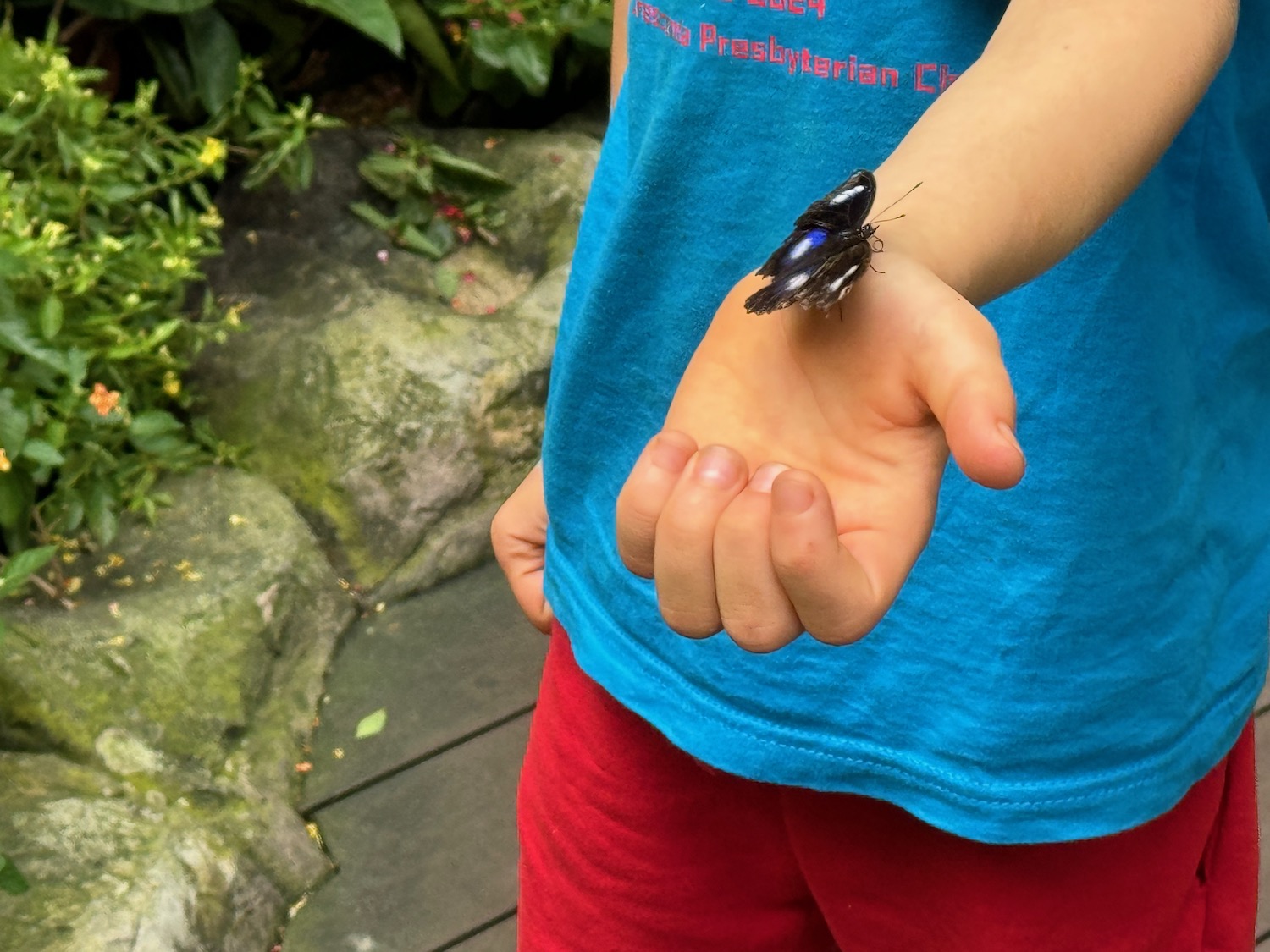 a butterfly on a hand