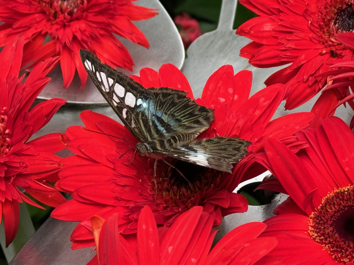 a butterfly on a flower