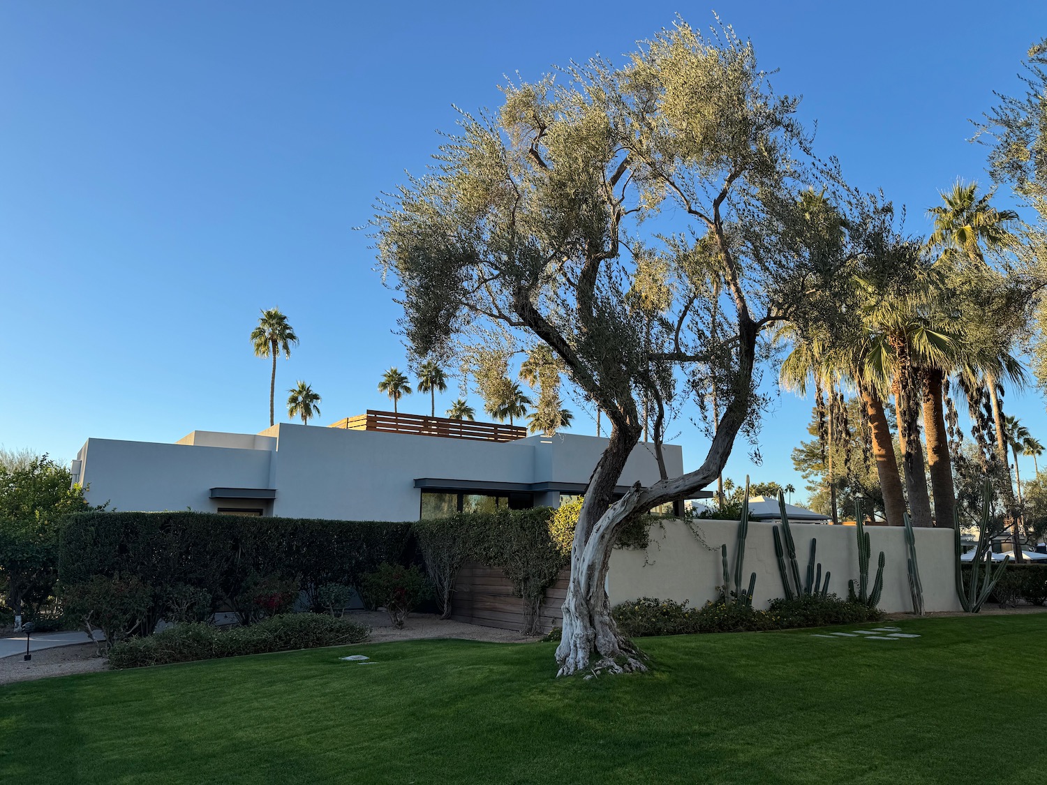 a tree in front of a house