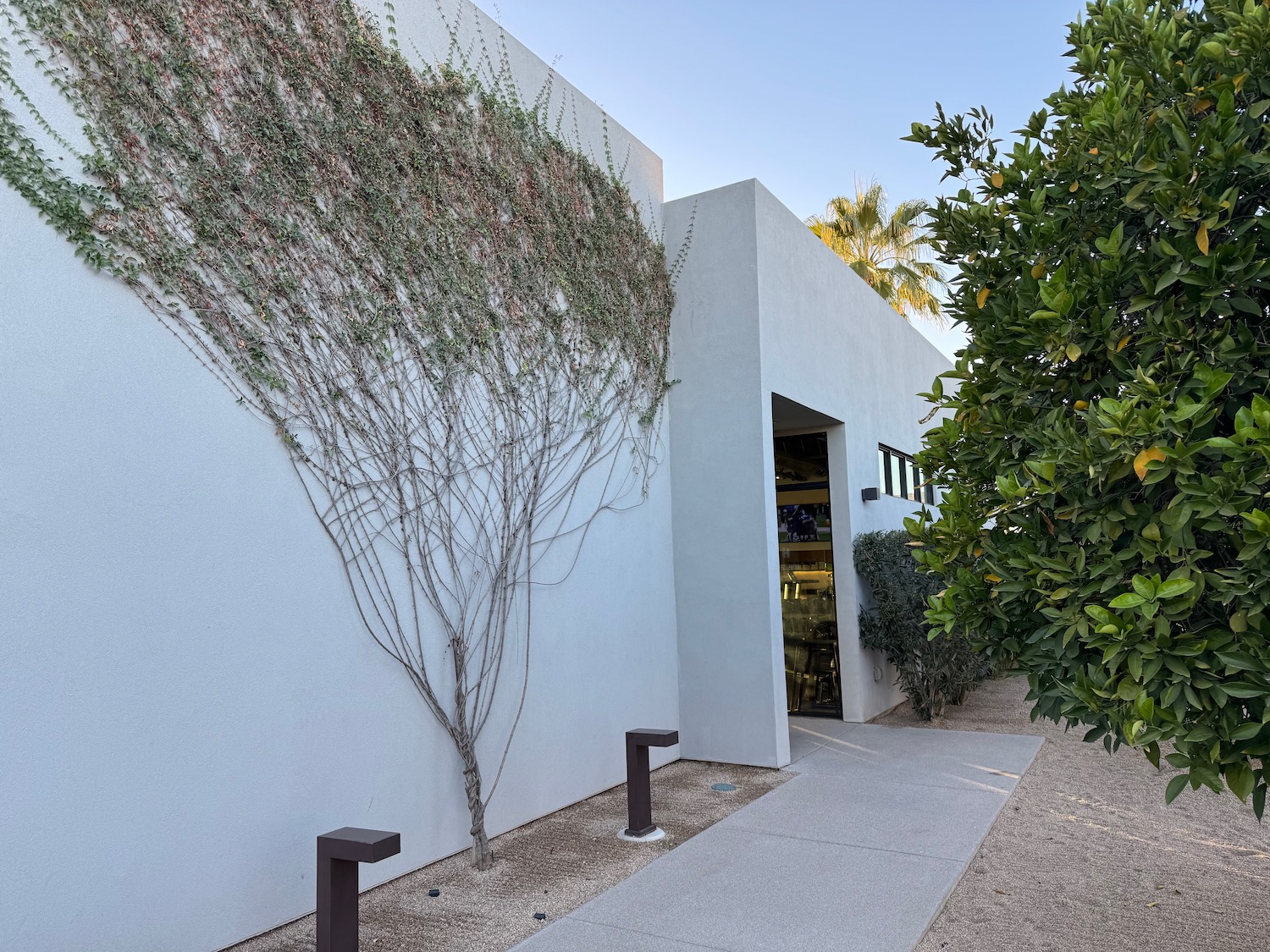 a white building with a tree growing on the wall