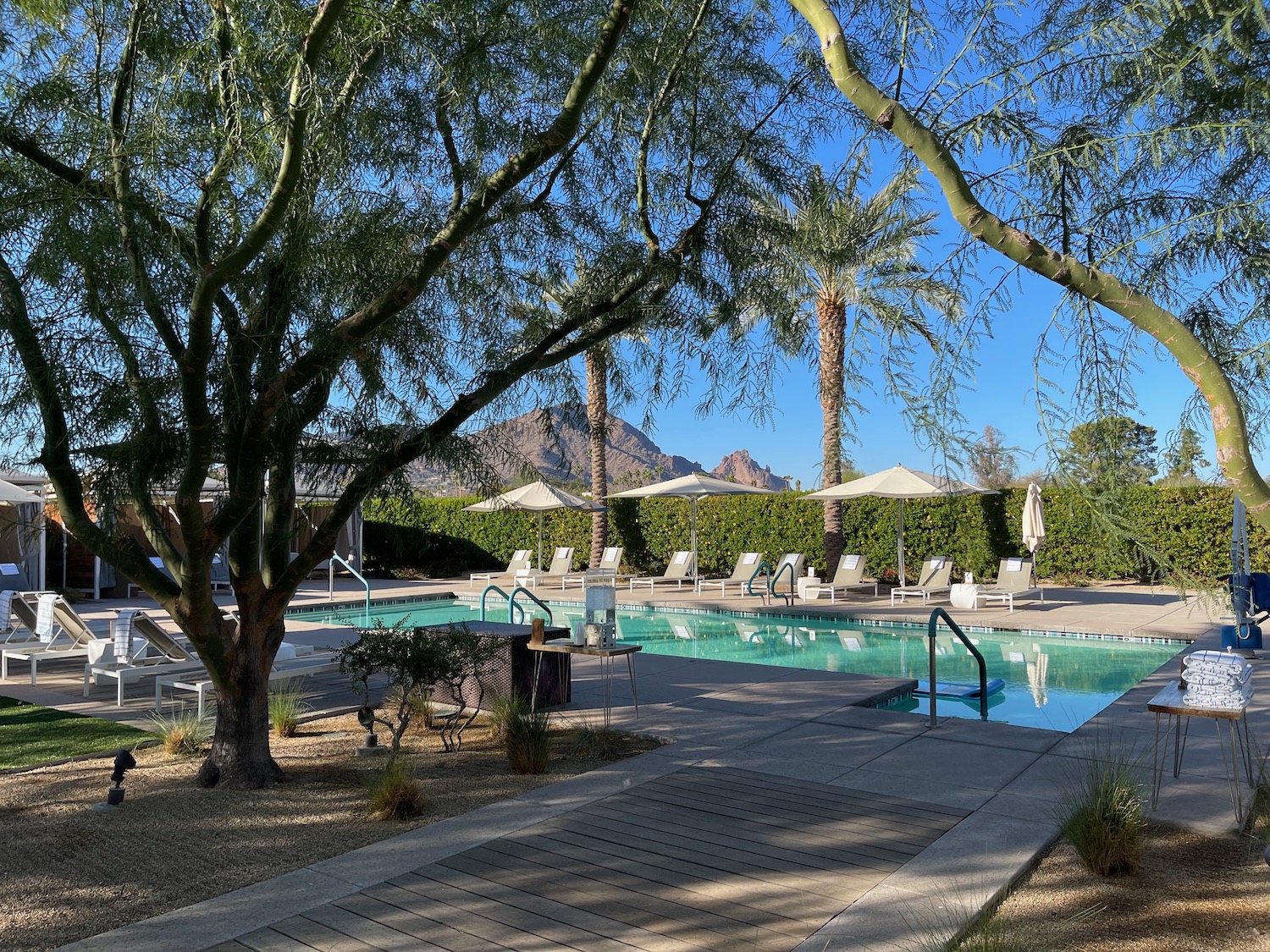 a pool with chairs and umbrellas by a tree