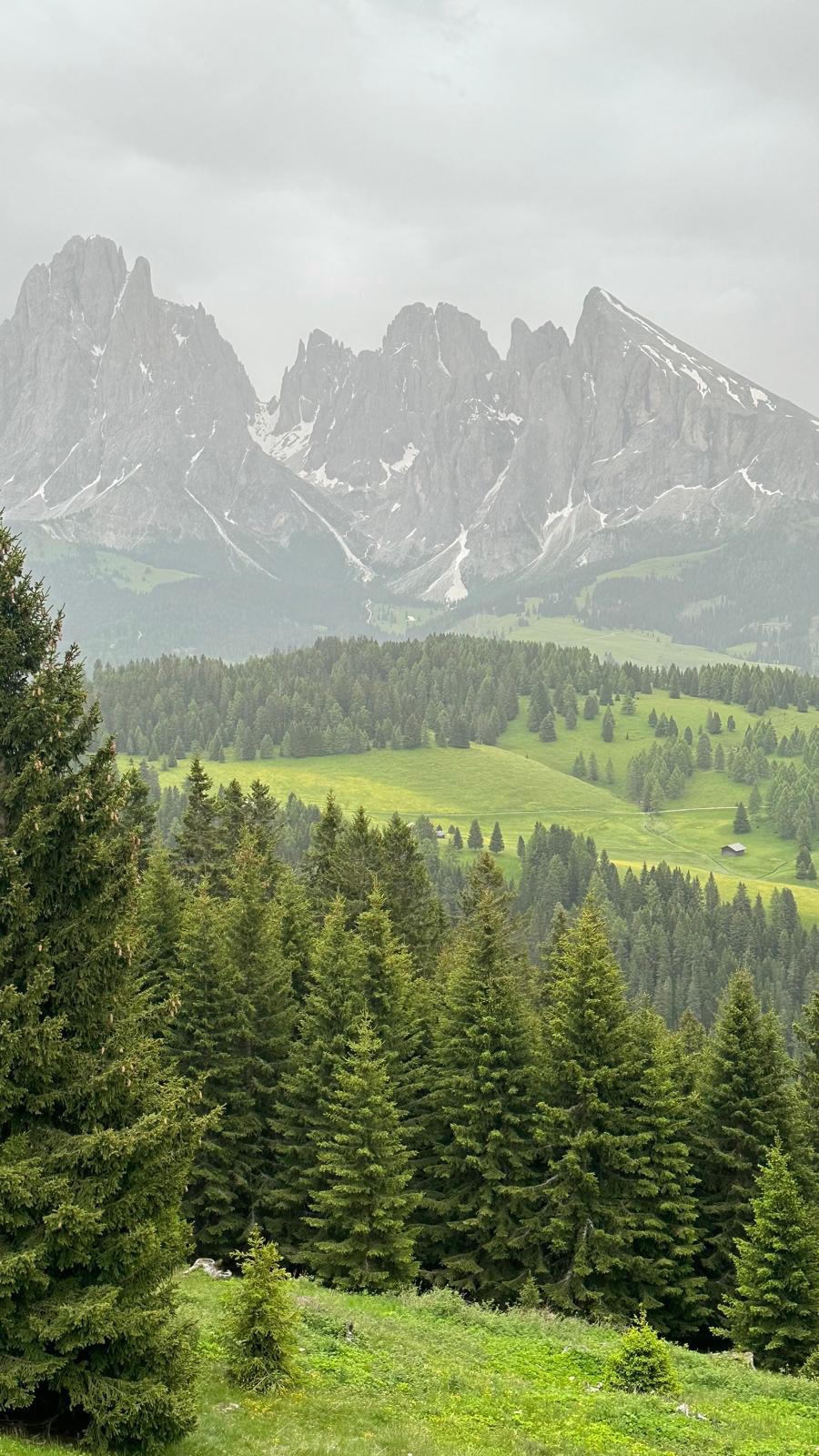 a landscape with trees and mountains