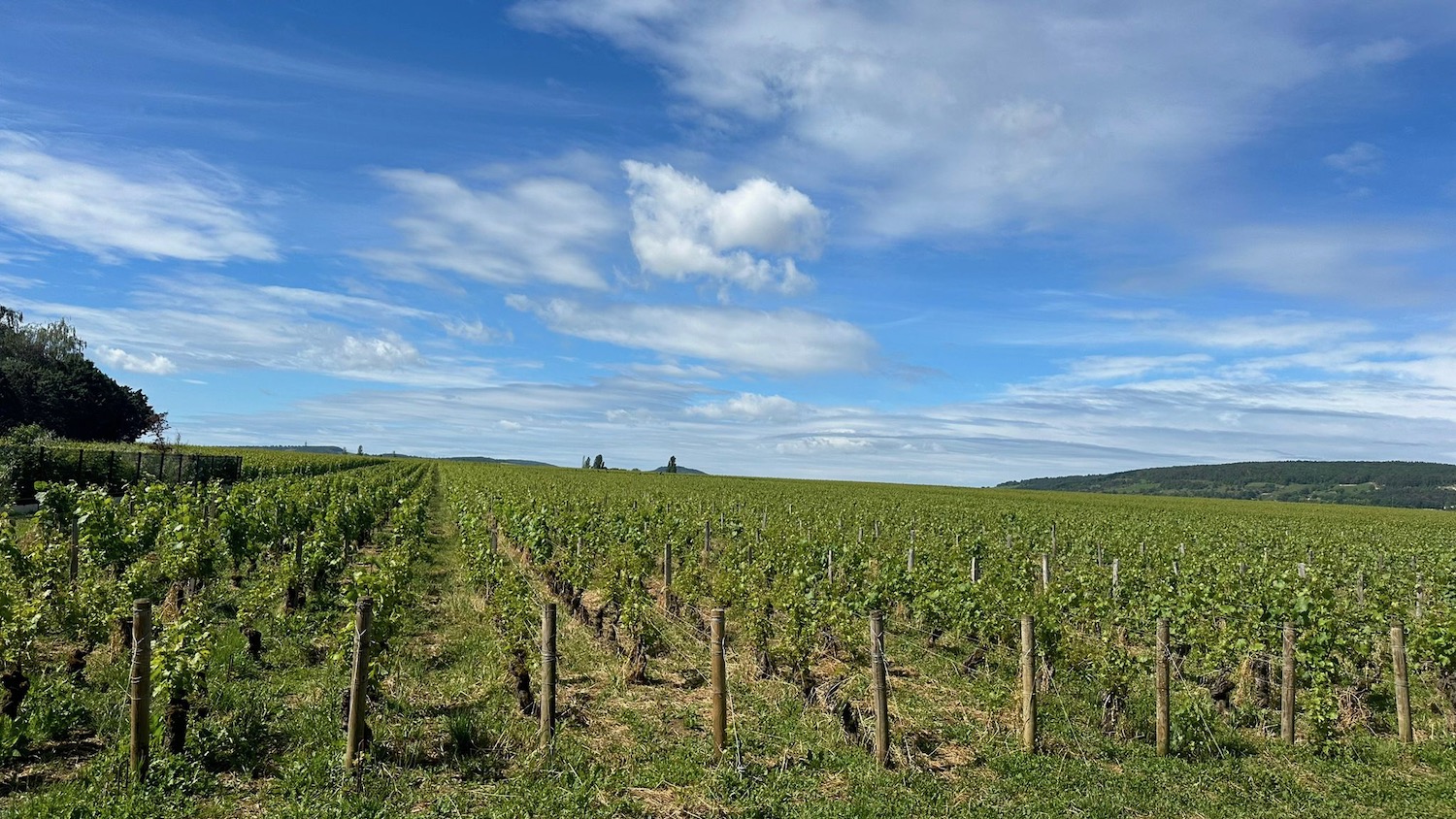 a field of green plants