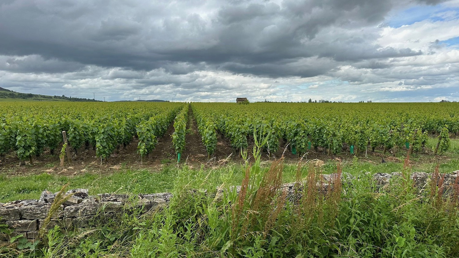 a field of plants with clouds in the background