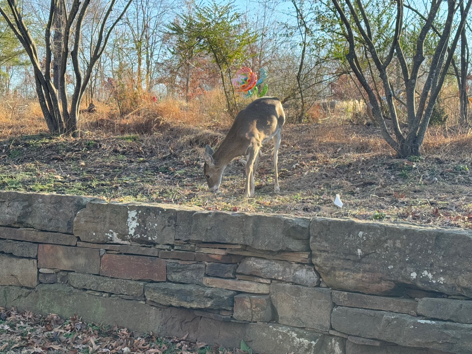 a deer eating grass near a stone wall