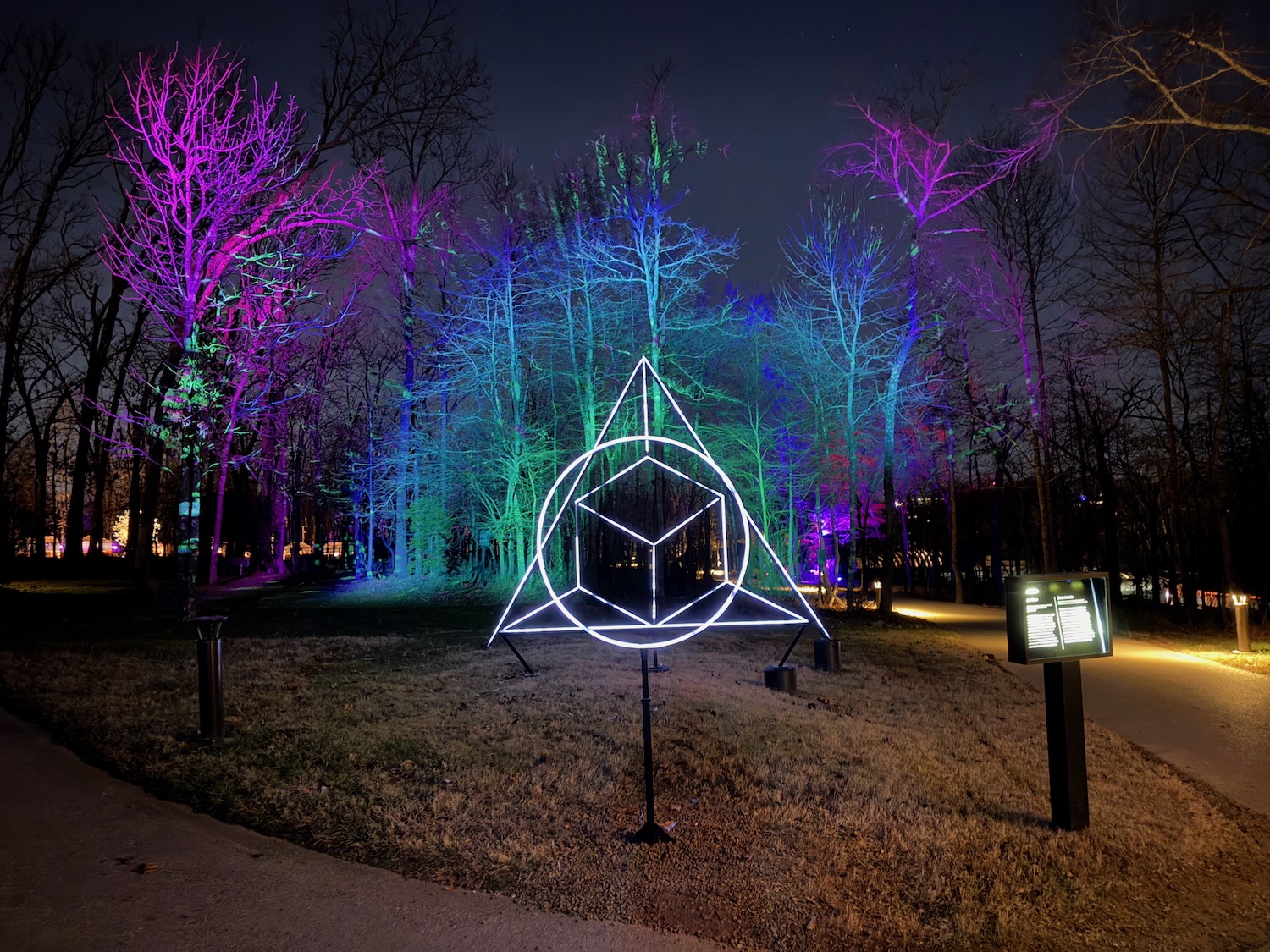 a group of trees with lights