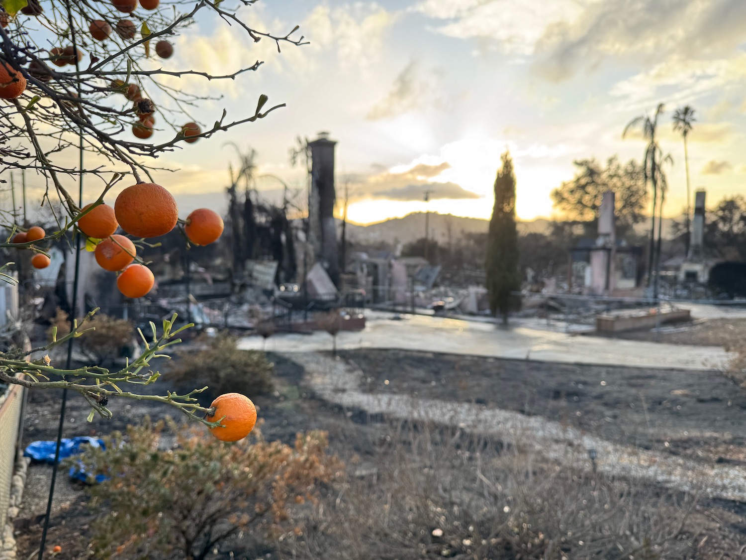 oranges on a tree with a city in the background