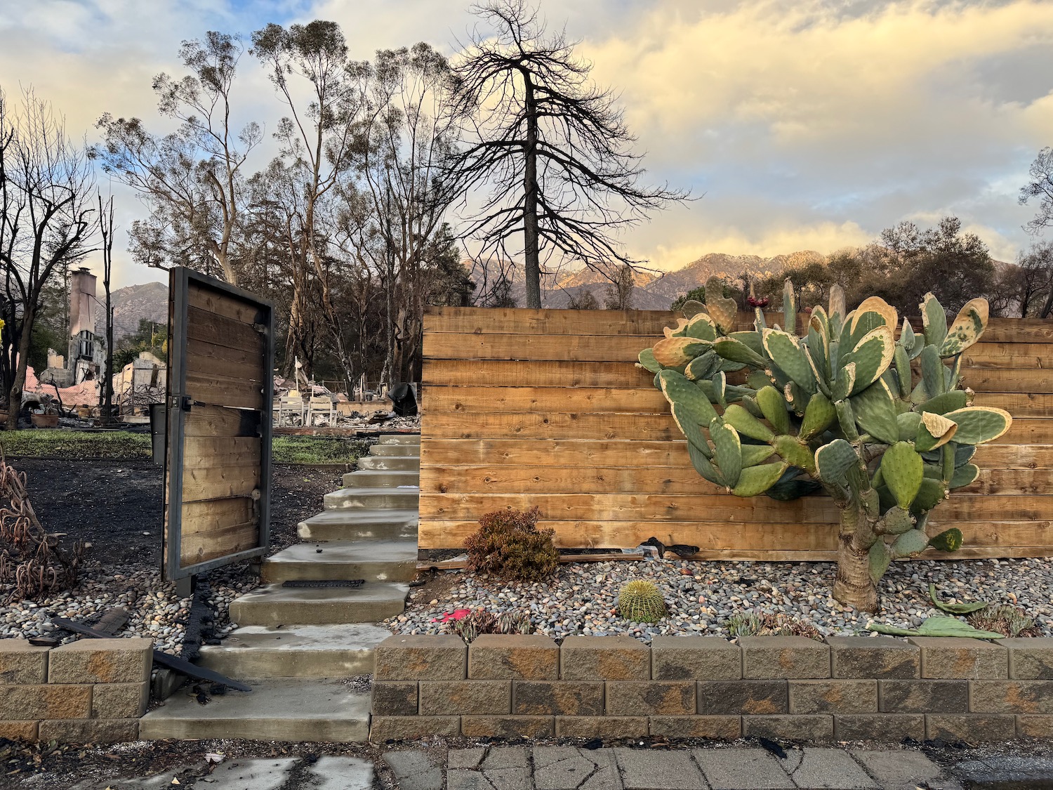 a wooden fence with a cactus in front of it