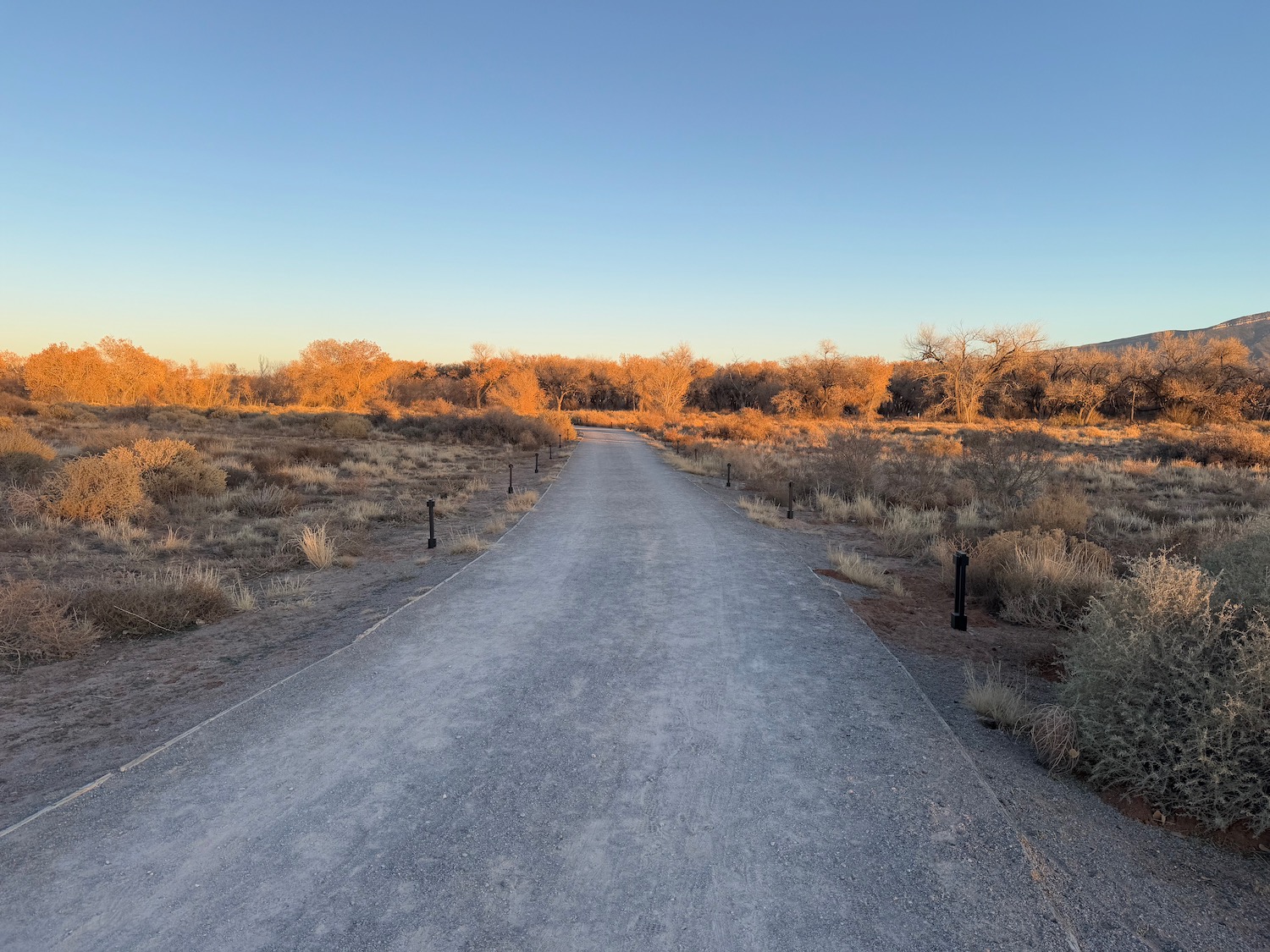 a road with bushes and trees in the background