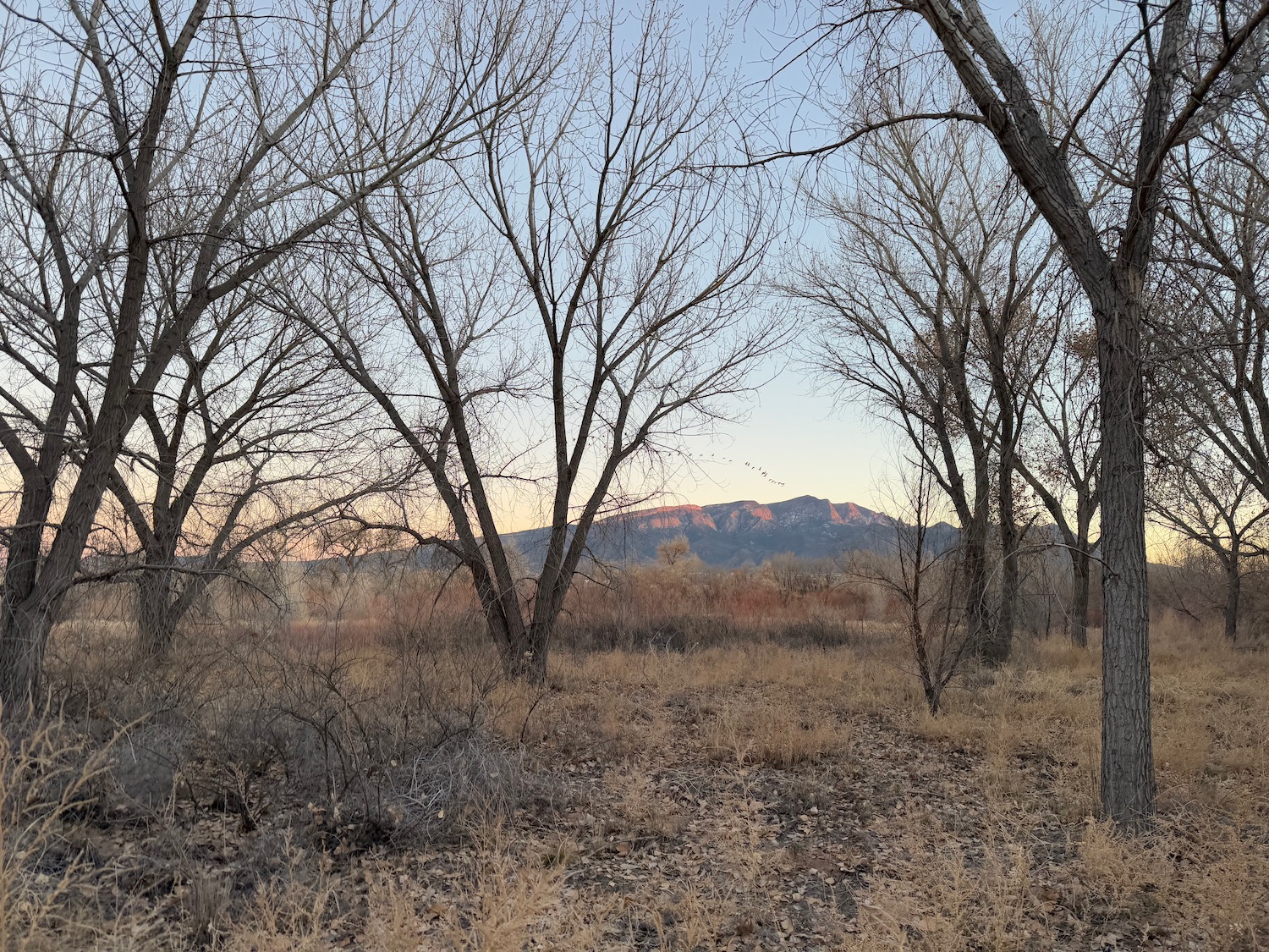 a field with bare trees and a mountain in the background