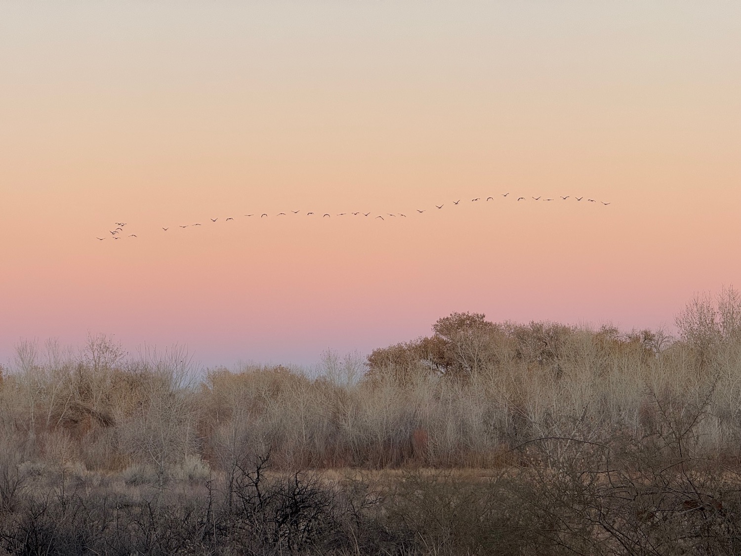 a flock of birds flying in the sky