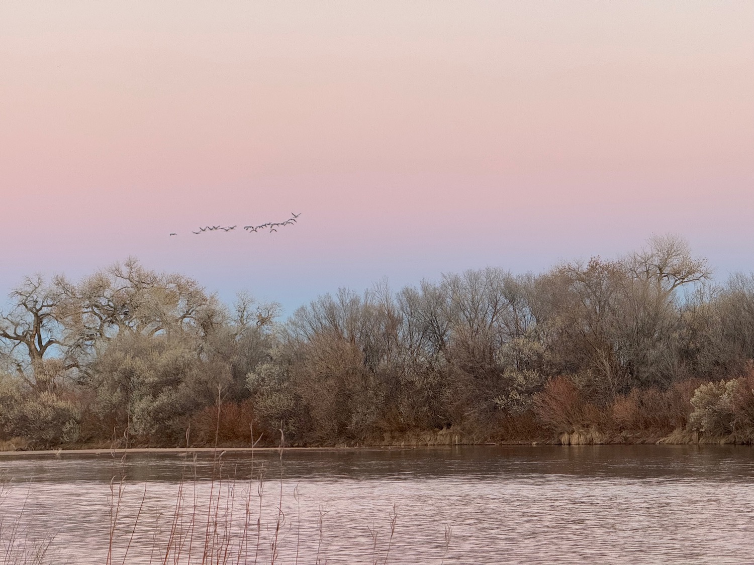 a group of birds flying over a lake