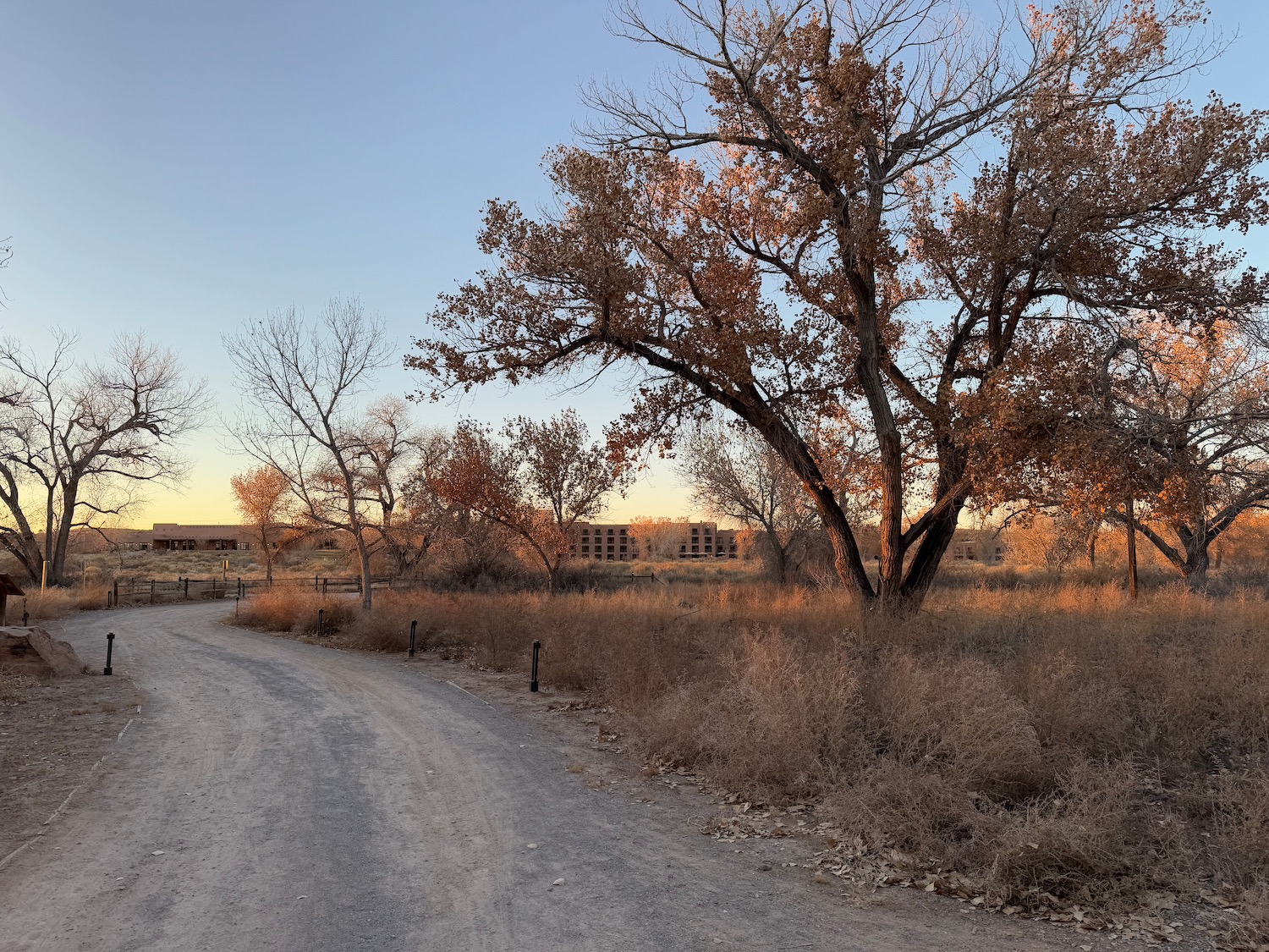 a dirt road with trees and grass