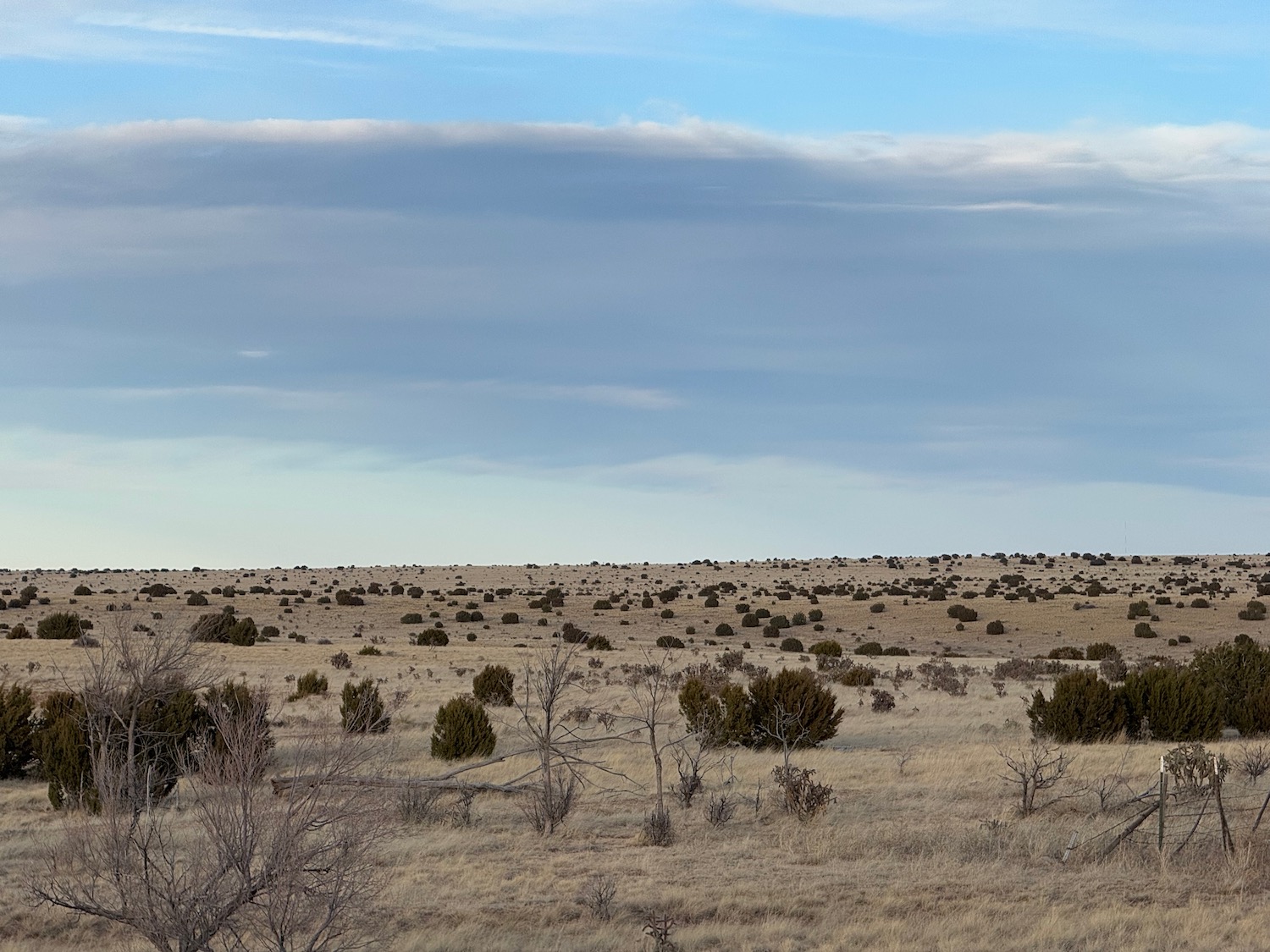 a landscape with bushes and bushes