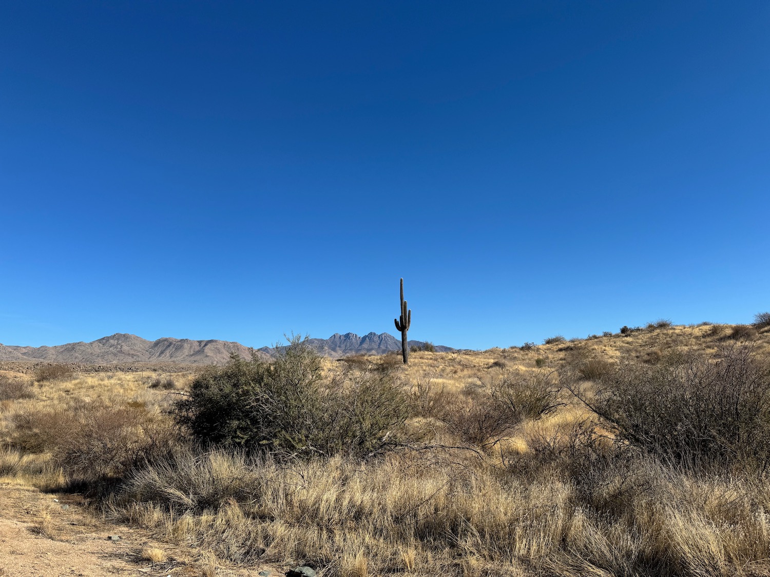 a cactus in a desert