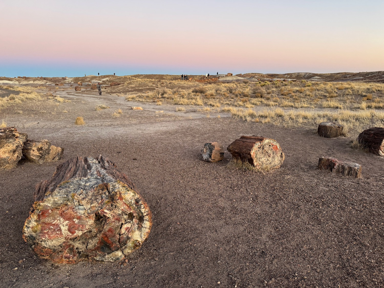 a group of logs in a desert