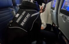 United Airlines Massive Service Dog