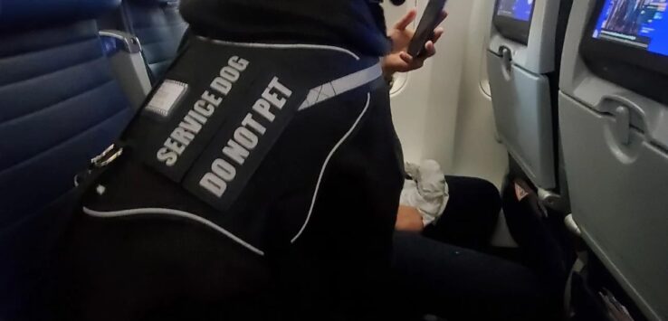 United Airlines Massive Service Dog