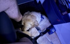 Fake Service Dog Attack Delta