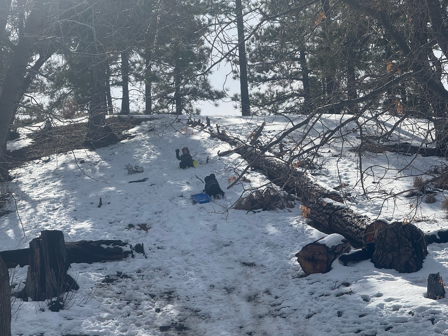 a group of kids playing in the snow