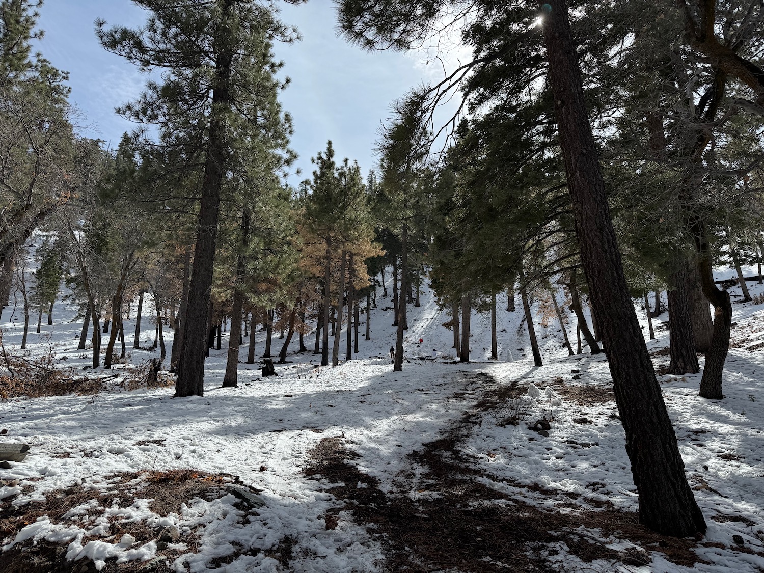 a snowy forest with trees and a path