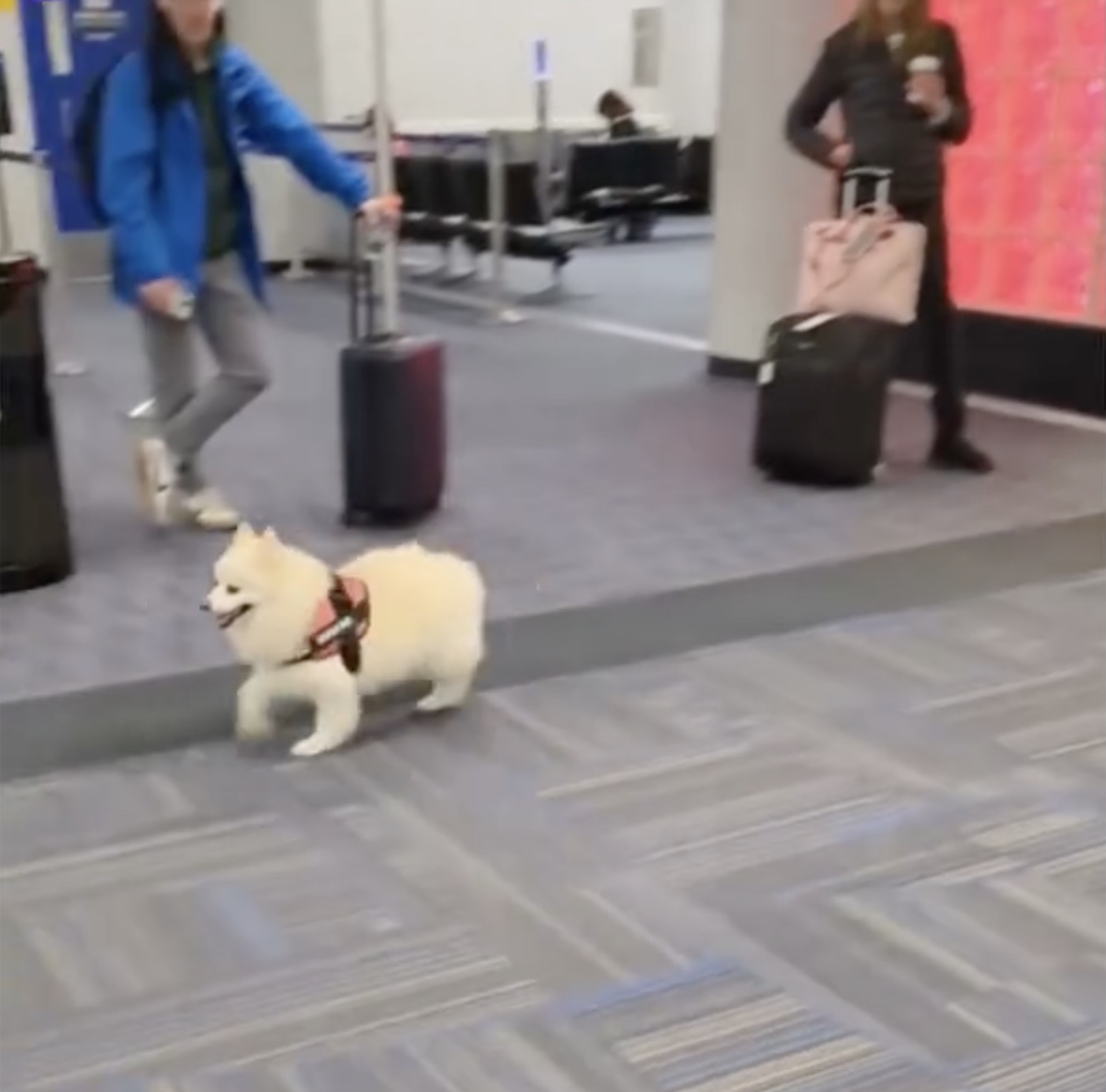 a dog walking in an airport