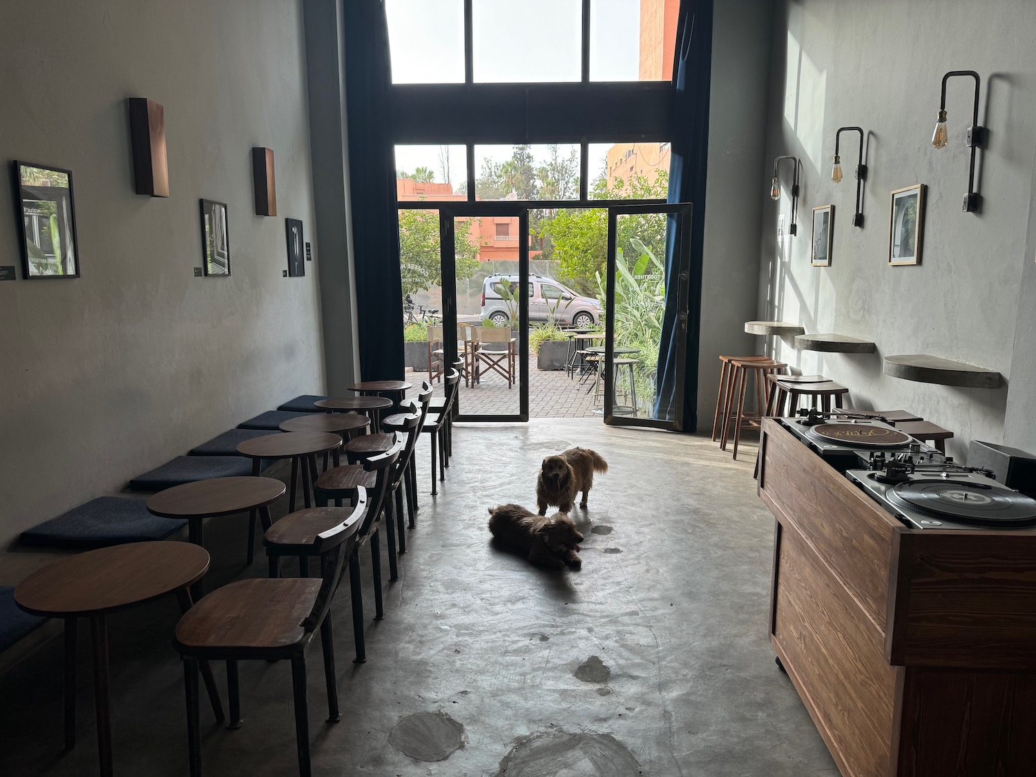 two dogs in a room with chairs and tables