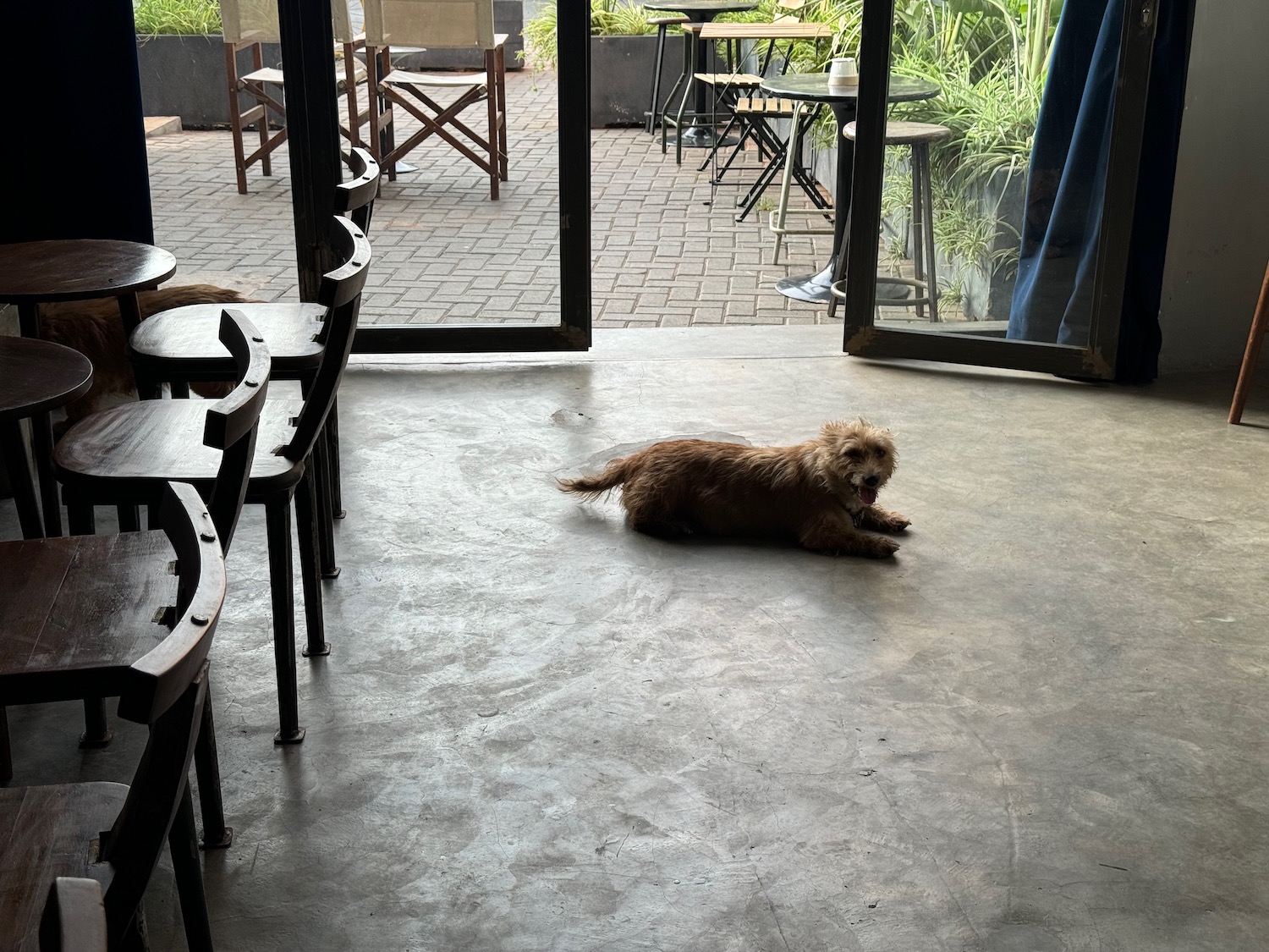 a dog lying on the ground