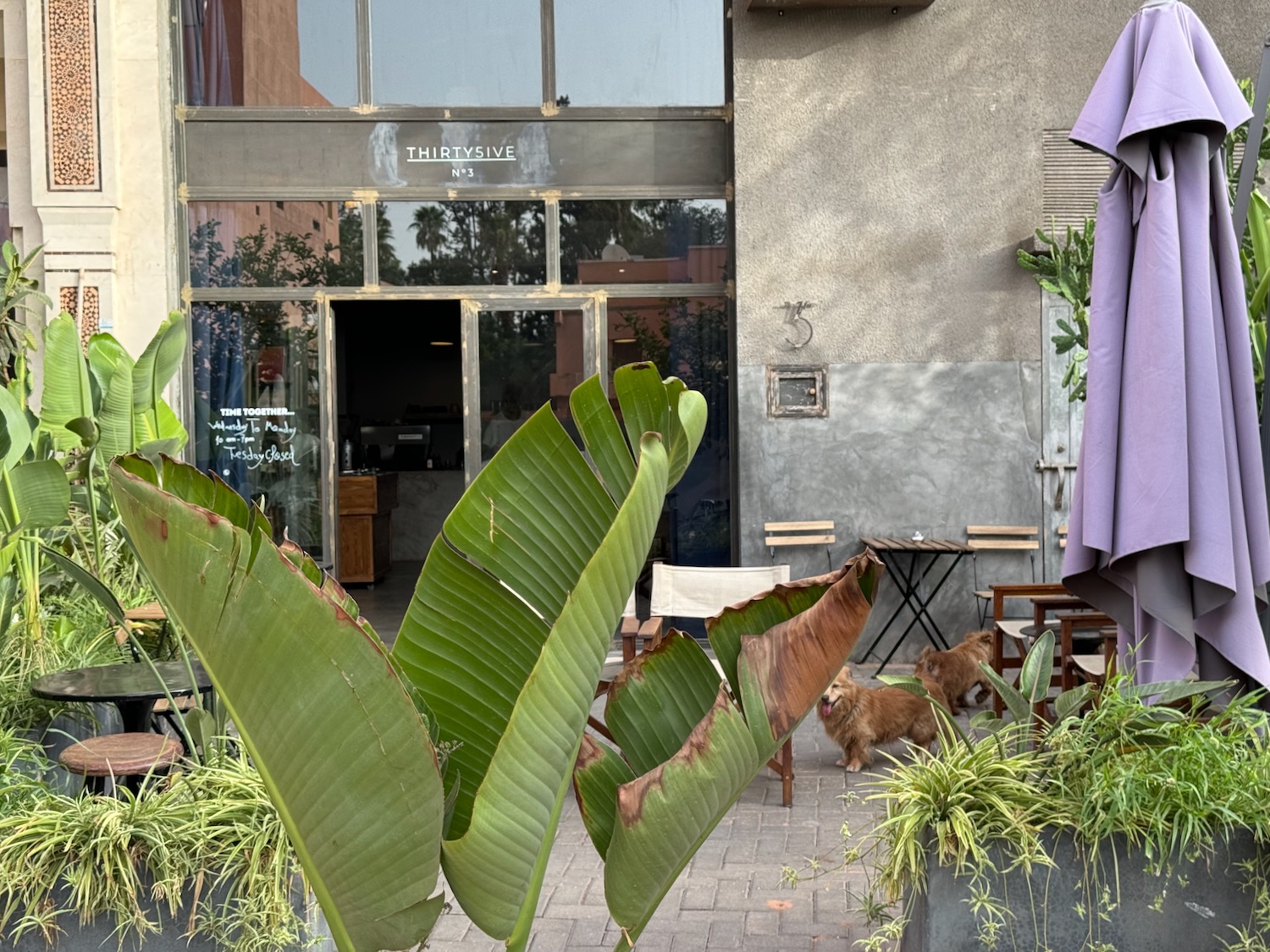a group of dogs outside a building