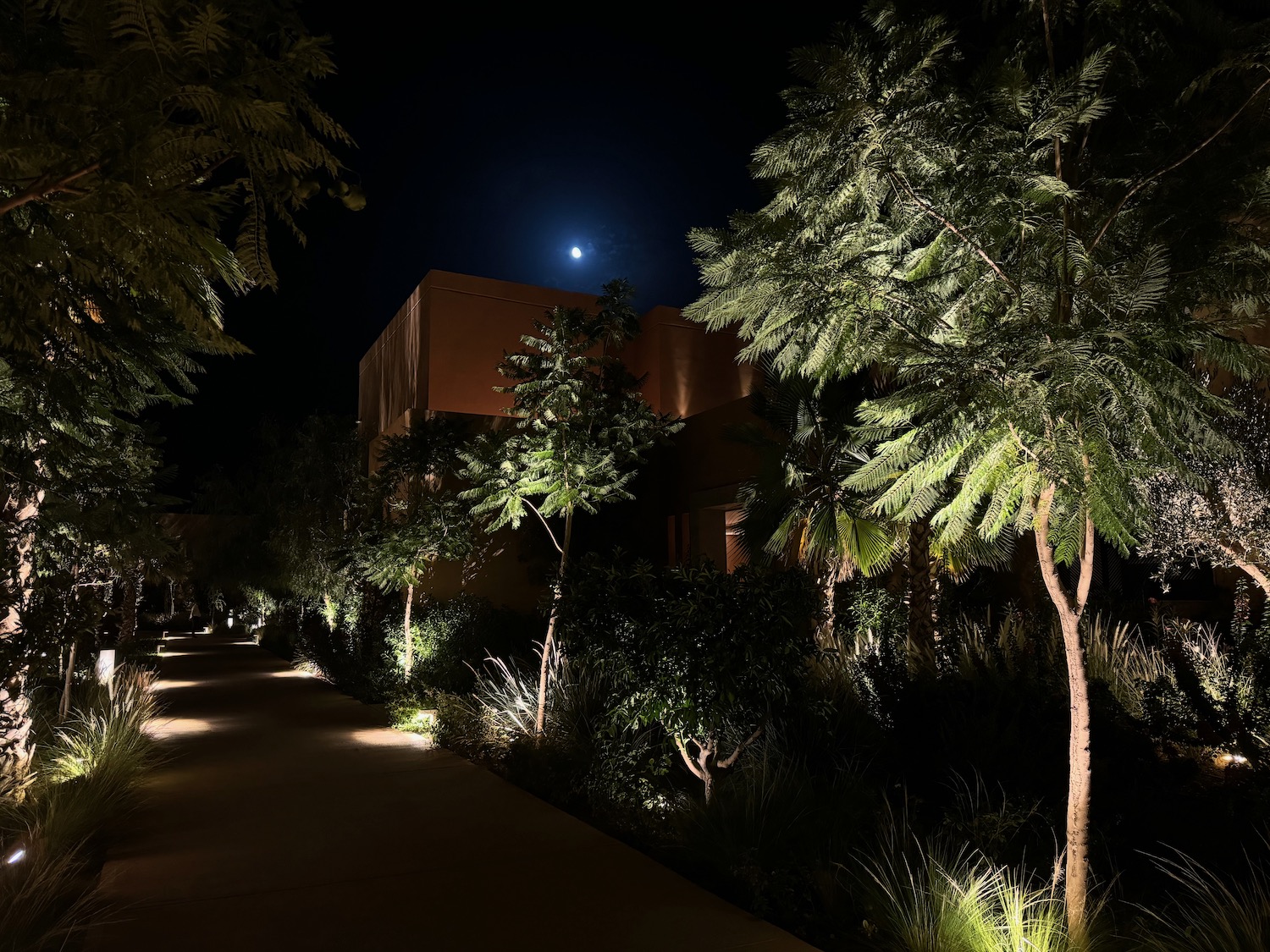 a walkway with trees and plants at night