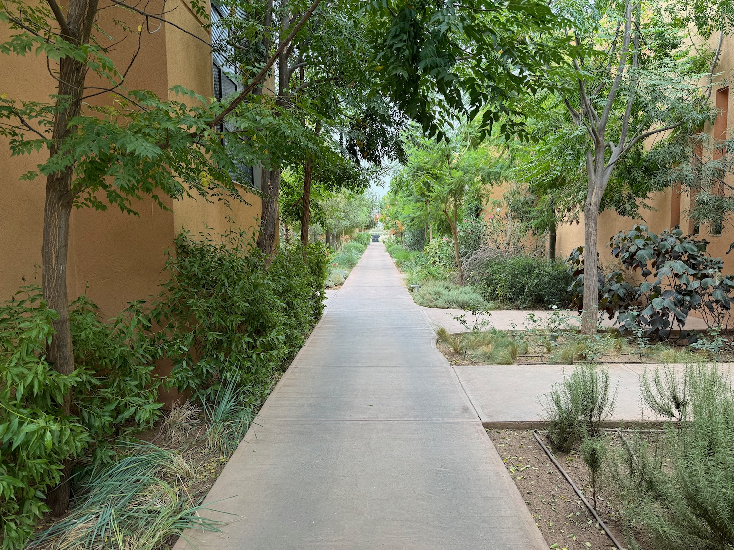 a walkway between buildings with trees