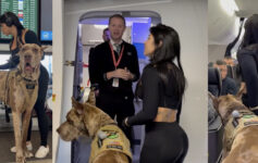 Influencer Dog United Airlines