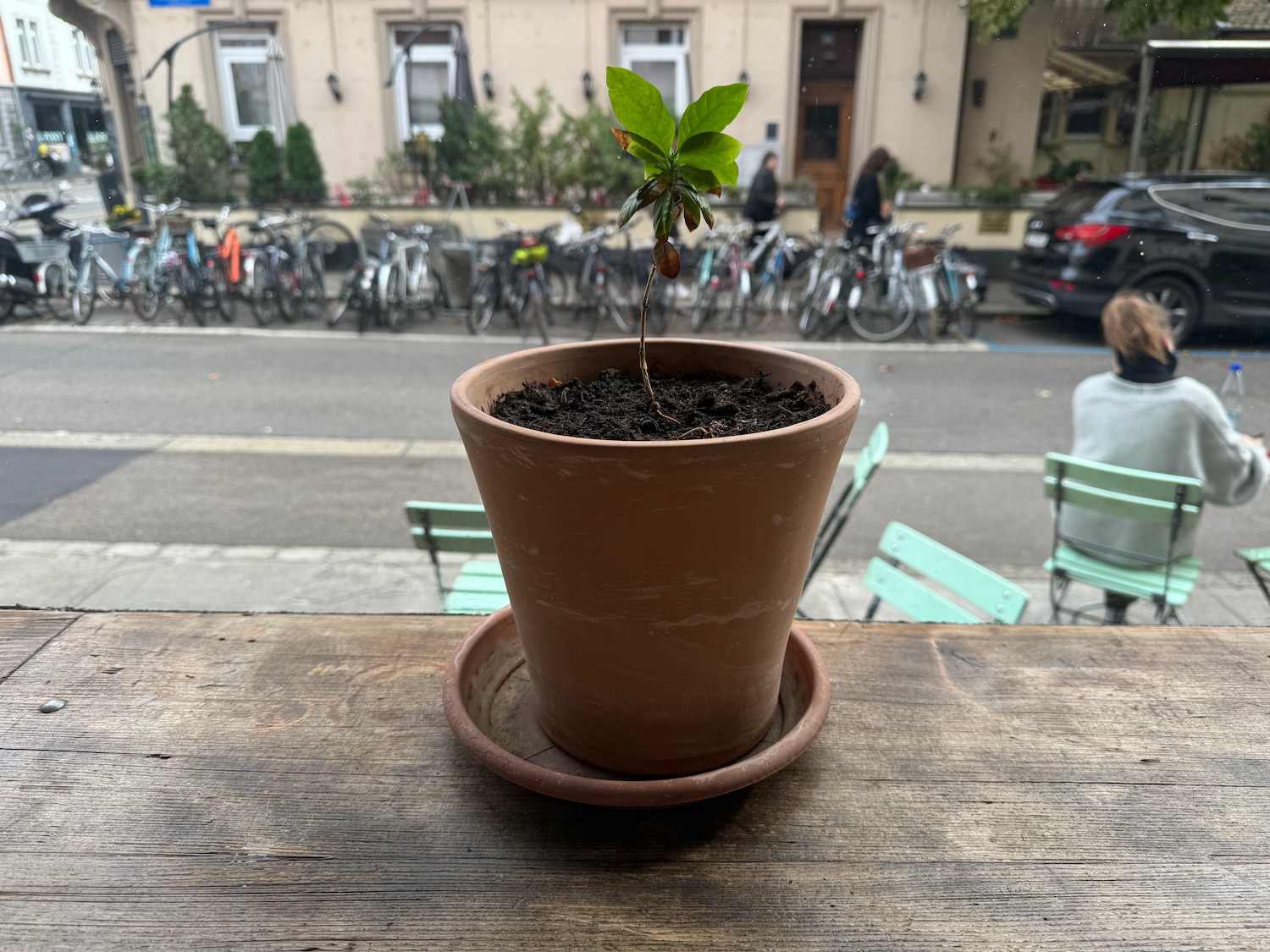 a plant in a pot on a table