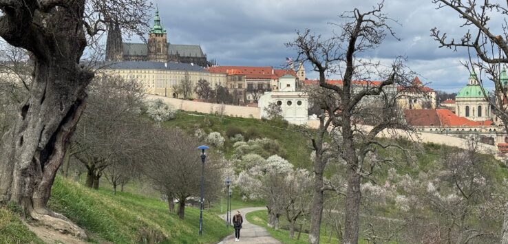 a person walking on a path with trees and buildings in the background