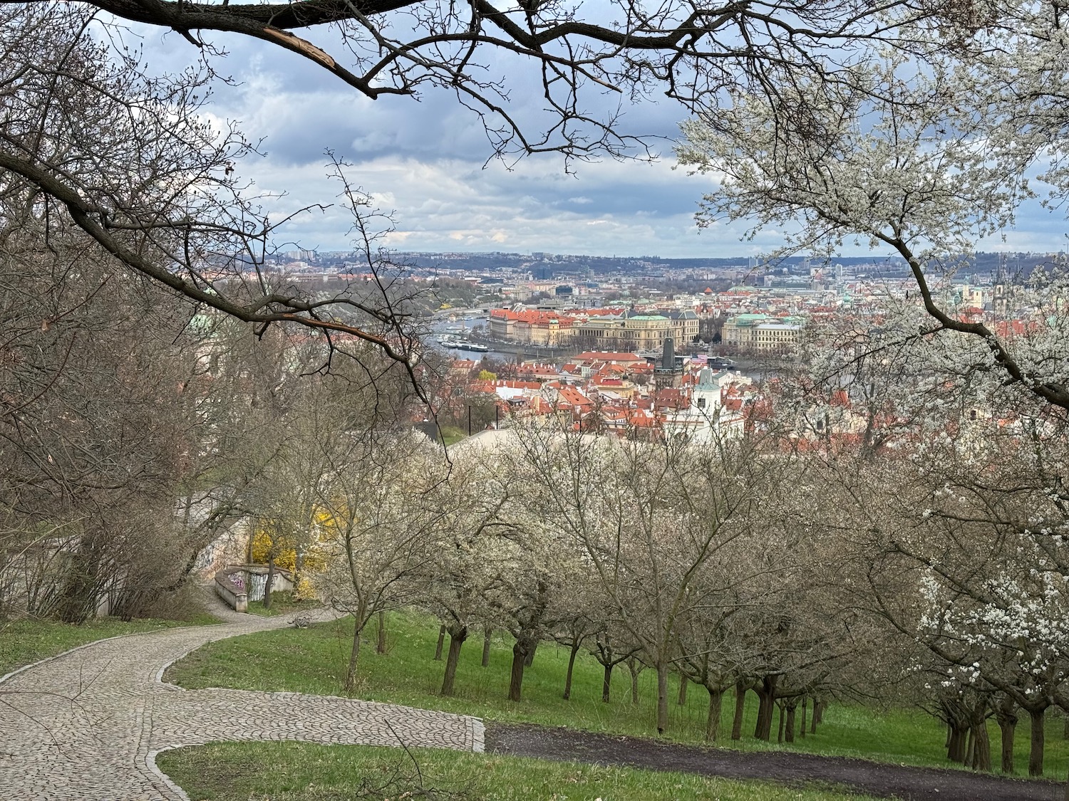 a path with trees in the background